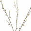 PUSSY WILLOW 80CM GREY