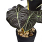 PLANT 20CM IN POT ASSORTED