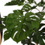 SPLIT PHILO PLANT 210CM GREEN