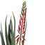 ALOE WITH FLOWER IN CEMENT POT 50CM RED