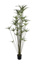 CYPERUS PLANT X 32 165CM GREEN