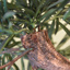 PODOCARPUS TREE X7 145CM GREEN