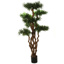 PODOCARPUS TREE X7 175CM GREEN